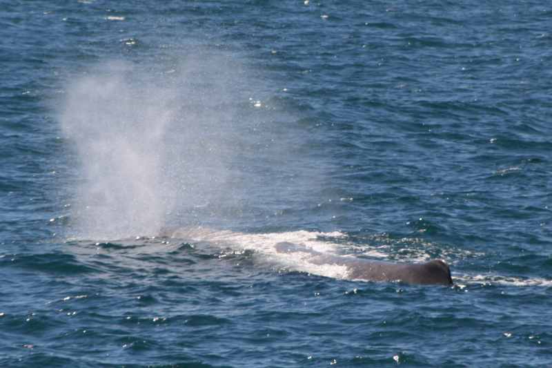 Nieuw-Zeeland 2011 - 1253
